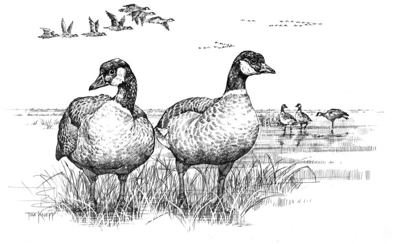 800x490 Drawing] Canada Goose Pair (Branta Canadensis) {! Gt - Canada Goose Sketch