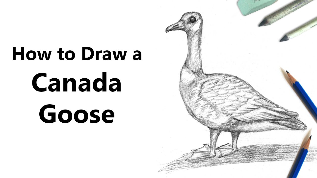 Canada Goose Sketch at PaintingValley.com | Explore collection of ...