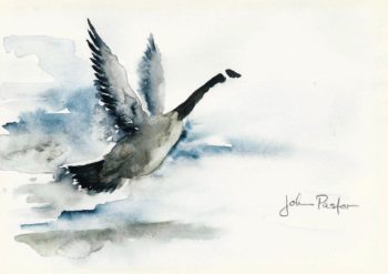 350x247 Mother Goose And The Evolution Of Canada Geese The Clever Moose - Canada Goose Sketch