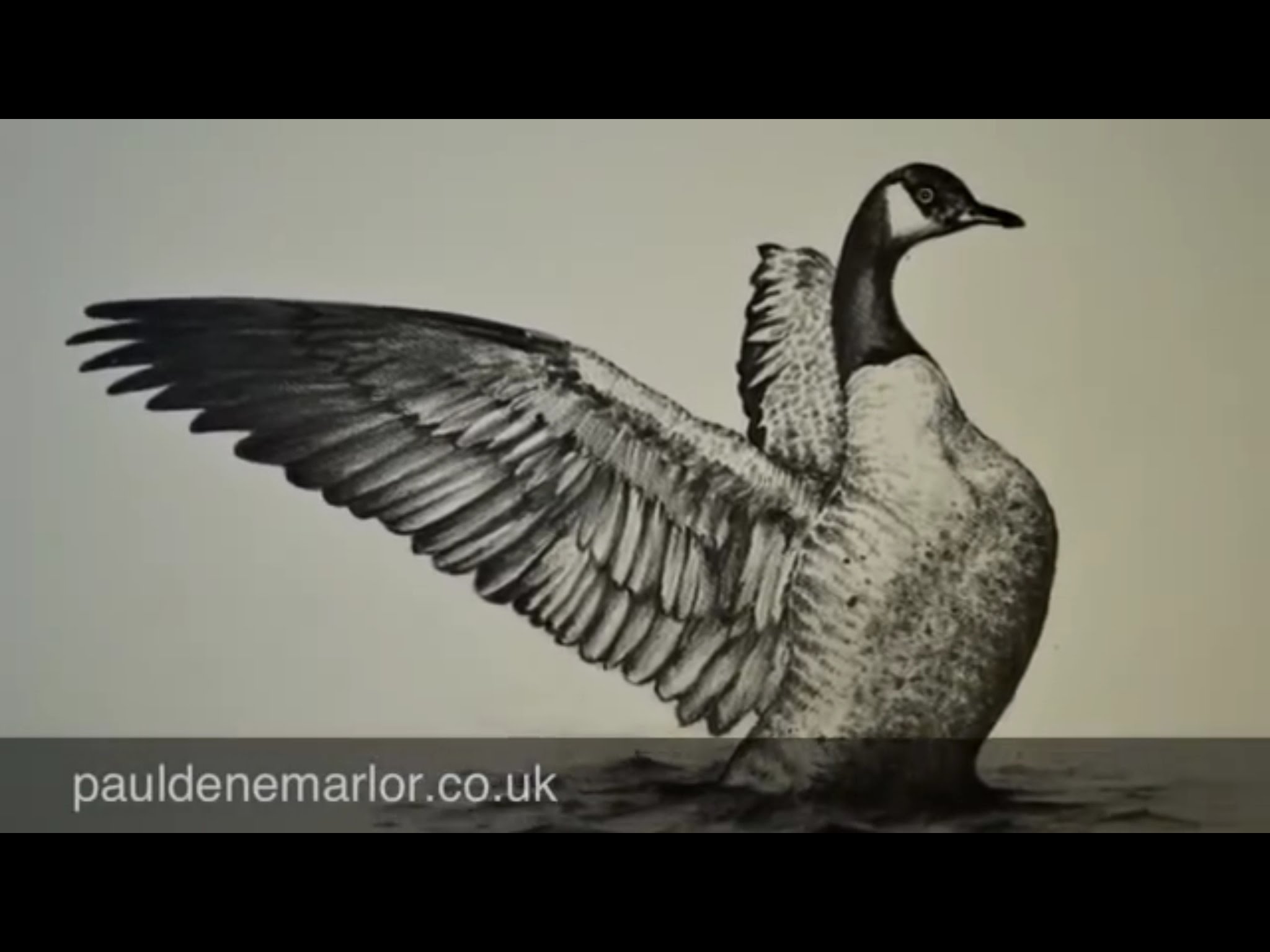 2048x1536 Pencil Drawing Of A Canada Goose - Canada Goose Sketch