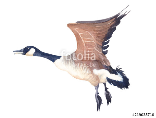 500x380 Watercolor Sketch Of Flying Canada Goose On A White Background - Canada Goose Sketch