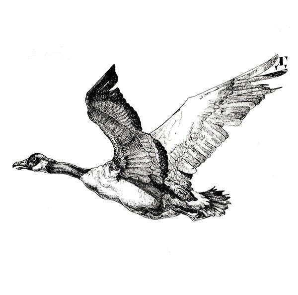 600x593 Canada Goose Print Cushion Cover, Premium Cotton Canvas Cushion Cover - Canada Goose Sketch