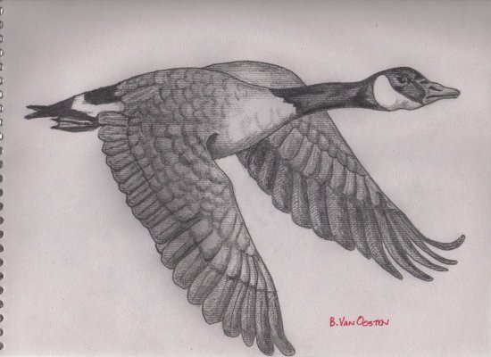 550x400 Canada Goose Sketch - Canada Goose Sketch