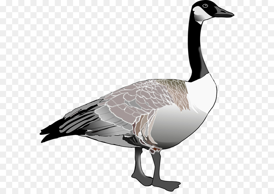 900x640 Canada Goose Canada Goose Bird Clip Art - Canada Goose Sketch