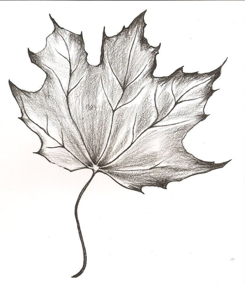 830x963 This Is A Sketch Of A Maple Leaf Done In Charcoal Pencil. It Was - Canadian Maple Leaf Sketch