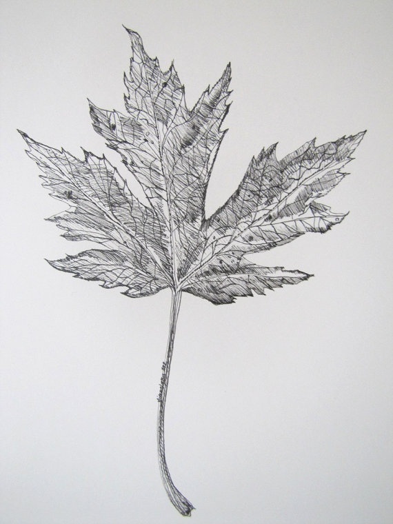 570x760 Collection Of Maple Leaf Ink Drawing - Canadian Maple Leaf Sketch