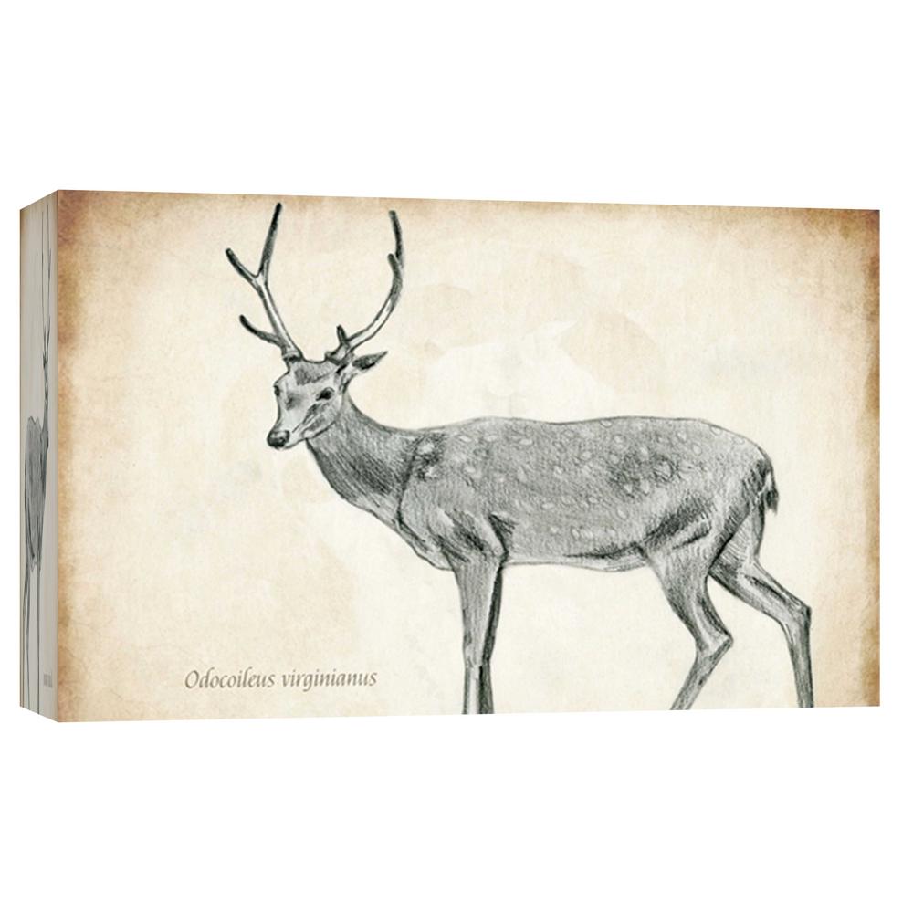 1000x1000 Ptm Images 10.in X 12.in 'Scientific Deer Sketch 2' Printed - Canvas Sketch