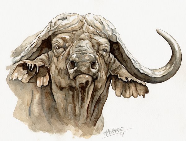600x454 Big Five Watercolor Gallery African Wildlife Watercolor Art - Cape Buffalo Sketch