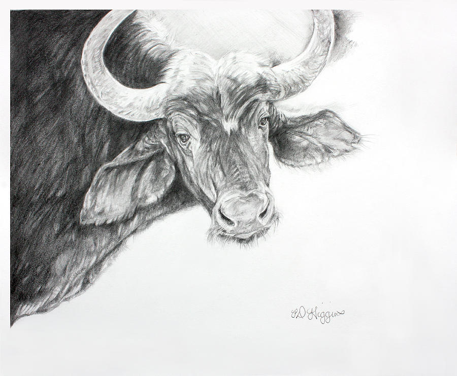 900x741 Cape Buffalo Drawing By Derrick Higgins - Cape Buffalo Sketch