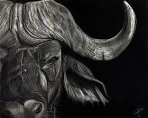 300x240 Cape Buffalo Drawings Fine Art America - Cape Buffalo Sketch