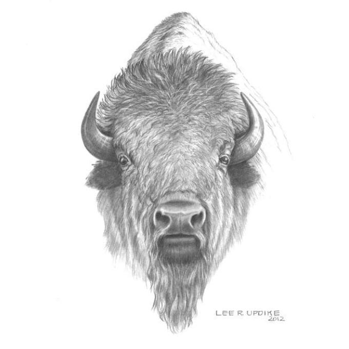 680x680 Cape Buffalo Painting By Lucie Bilodeau, Buffalo Drawings Wall Art - Cape Buffalo Sketch
