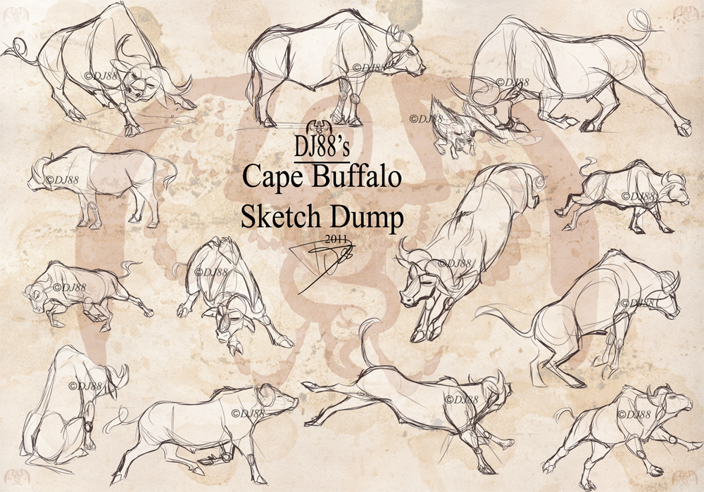 1000x700 Cape Buffalo Sketch Dump By Dj88 - Cape Buffalo Sketch