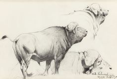 236x160 396 Best Cape Buffalo Images In 2018 Capes, Water - Cape Buffalo Sketch