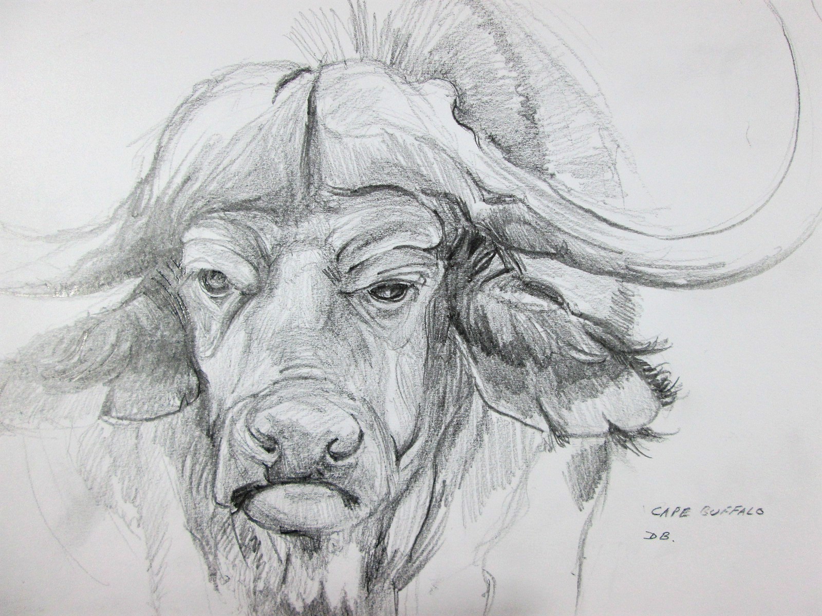 1600x1200 Cape Buffalo Don Barnes Watercolour Art - Cape Buffalo Sketch