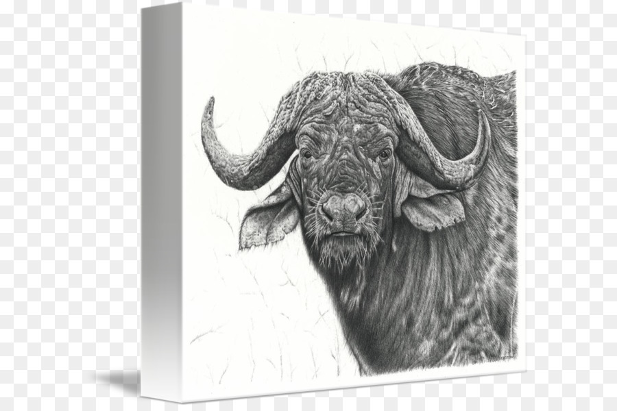 900x600 Drawing Water Buffalo Line Art Sketch - Cape Buffalo Sketch