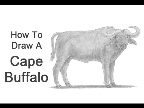 480x360 How To Draw An African Cape Buffalo - Cape Buffalo Sketch