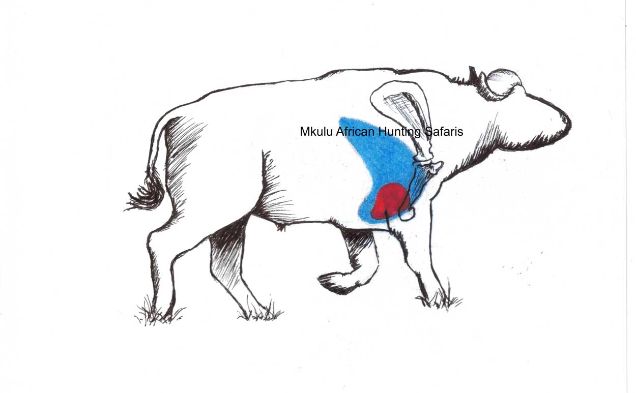1250x773 Hunting Cape Buffalo Shot Placement Diagram South Africa - Cape Buffalo Sketch