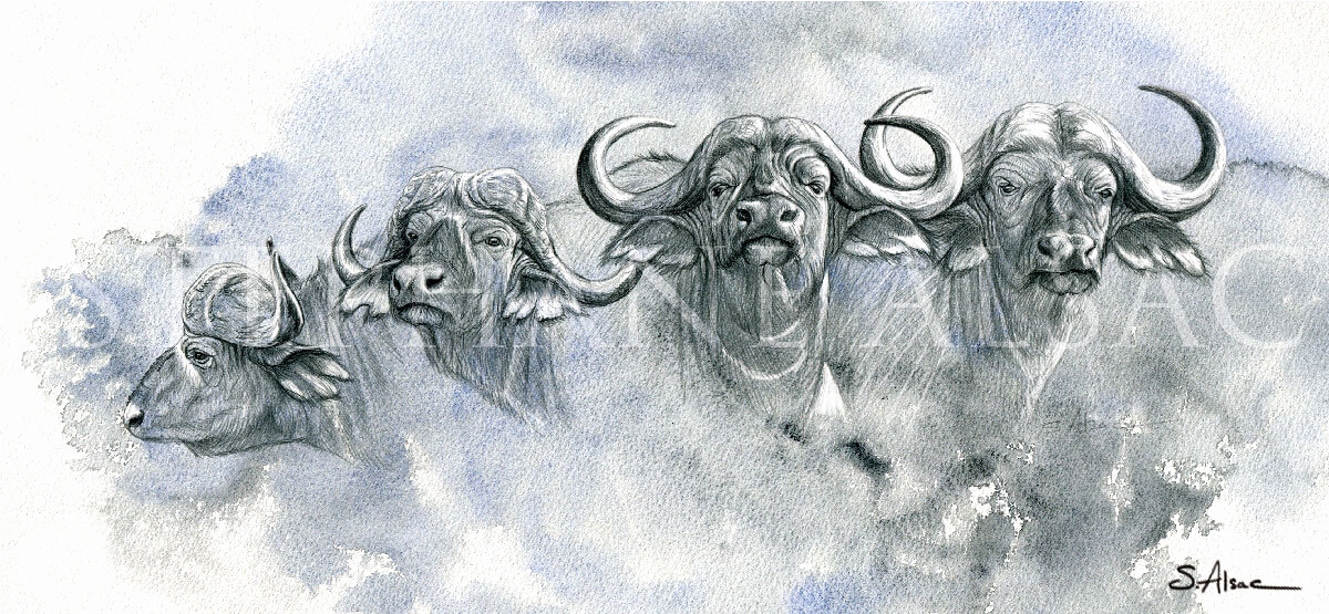 1200x555 Sketch Drawing Of A Buffalo New Cape Buffalo Drawing - Cape Buffalo Sketch