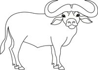 200x143 African Buffalo - Cape Buffalo Sketch