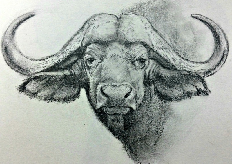 800x566 Malcolm Carter - Cape Buffalo Sketch