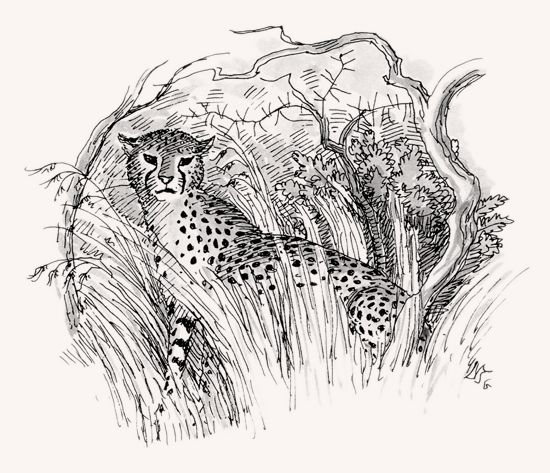 550x473 African Buffalo Mpalalive! - Cape Buffalo Sketch