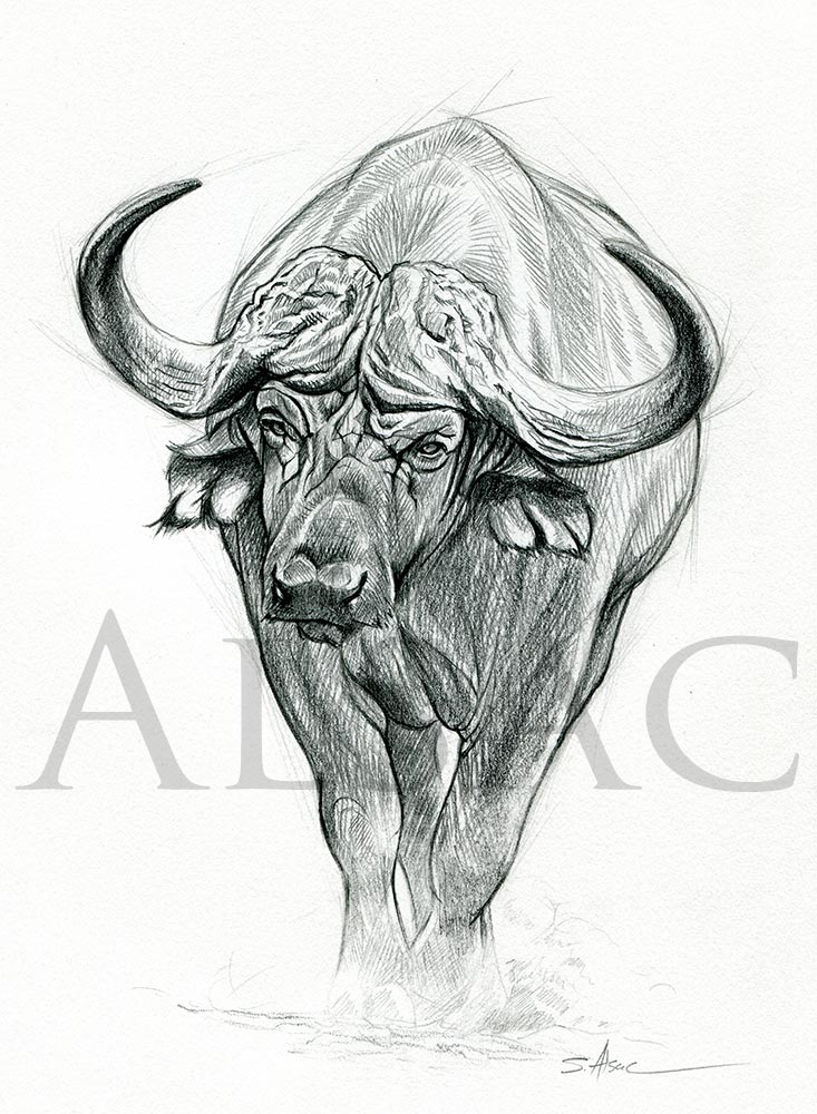 Cape Buffalo Sketch at Explore collection of Cape
