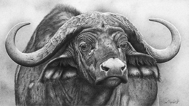 800x449 African Cape Buffalo .visual Expression. Wildlife - Cape Buffalo Sketch