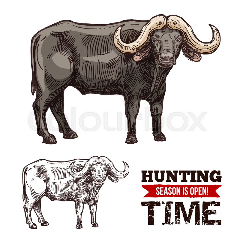 800x800 African Buffalo Animal Isolated Sketch Of Hunting Sport Open - Cape Buffalo Sketch