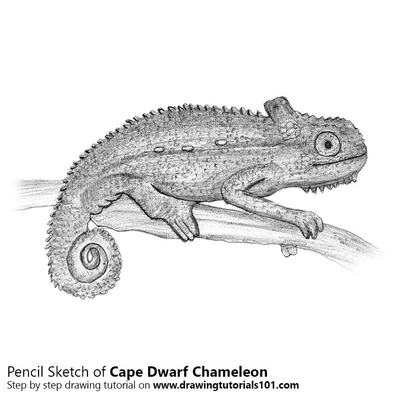 800x800 Cape Dwarf Chameleon Pencil Drawing - Cape Sketch