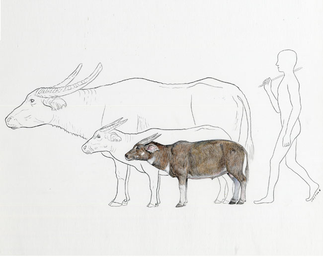 650x517 Palaeoblog New Fossil Dwarf Buffalo Discovered - Carabao Sketch