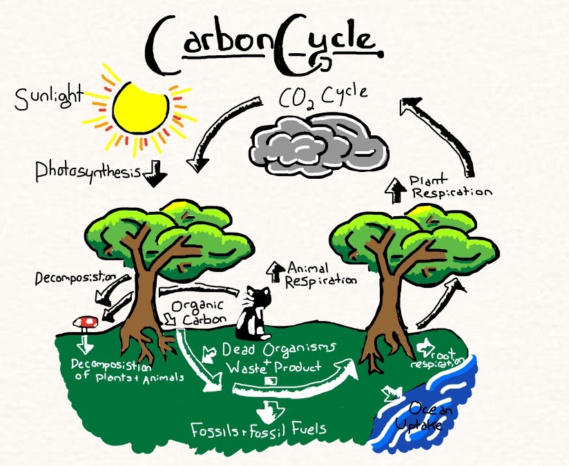 824x675 Carbon Cycle By Annanimus - Carbon Cycle Sketch
