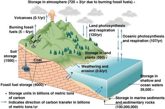 Carbon Cycle Sketch at PaintingValley.com | Explore collection of ...