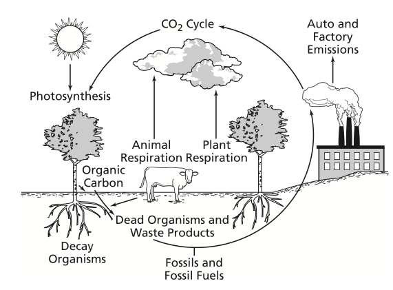 Carbon Cycle Sketch at PaintingValley.com | Explore collection of