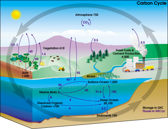 540x417 Carbon Cycle - Carbon Cycle Sketch