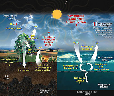 400x337 Carbon Cycle - Carbon Cycle Sketch