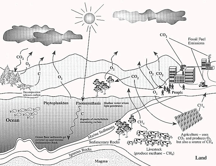 700x538 Carboncycle - Carbon Cycle Sketch