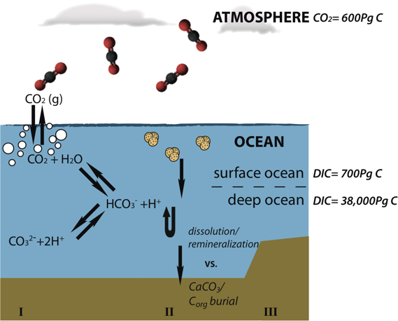 569x458 Ocean Acidification And The Marine Carbon Cycle - Carbon Cycle Sketch