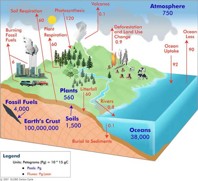 678x618 Pin By Jodi Sanchez On Whale Trophic Cascades Carbon - Carbon Cycle Sketch