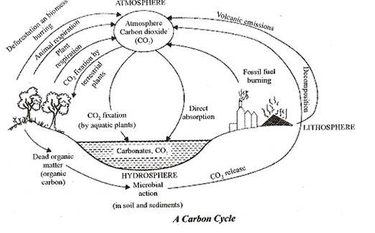 Carbon Cycle Sketch at PaintingValley.com | Explore collection of