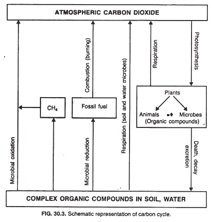 Carbon Cycle Sketch at PaintingValley.com | Explore collection of ...