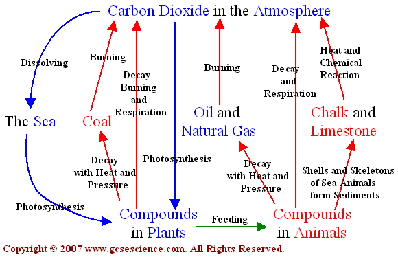 580x380 4.3 Carbon Cycle - Carbon Cycle Sketch