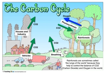 340x240 The Carbon Cycle Teaching Ideas - Carbon Cycle Sketch