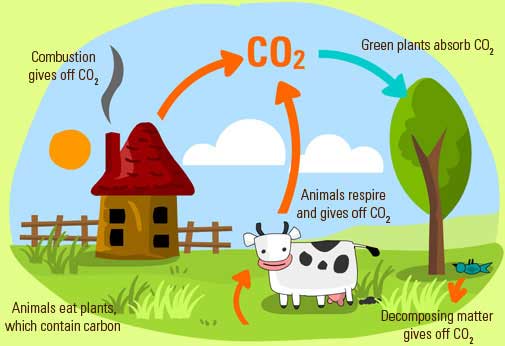 Carbon Cycle Sketch at PaintingValley.com | Explore collection of ...