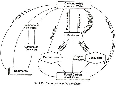466x345 Carbon Cycle (With Diagram) Ecology - Carbon Cycle Sketch