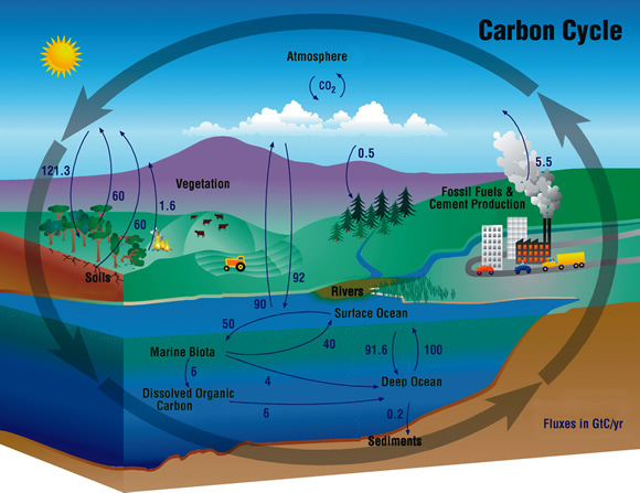 580x447 Carbon Cycle The Annual Flux Of Co2 In Gigatons (Gt) Or - Carbon Cycle Sketch