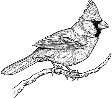 440x388 Cardinal Bird Drawings Drawing Drawings, Bird And - Cardinal Bird Sketch