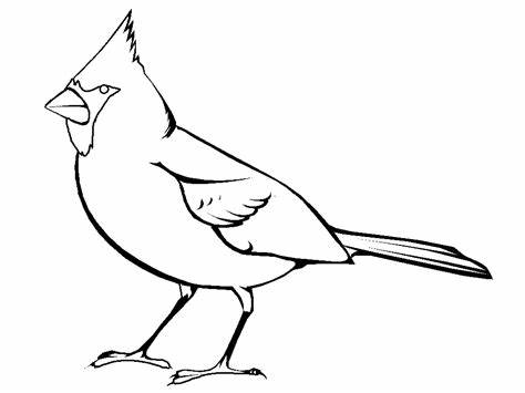 474x355 Cardinal Bird Outline. Cardinal Outline Clip Art Cliparts - Cardinal Bird Sketch
