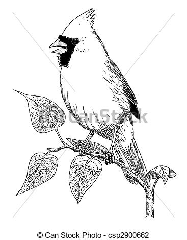 367x470 Cardinal Clipart Sketch - Cardinal Bird Sketch
