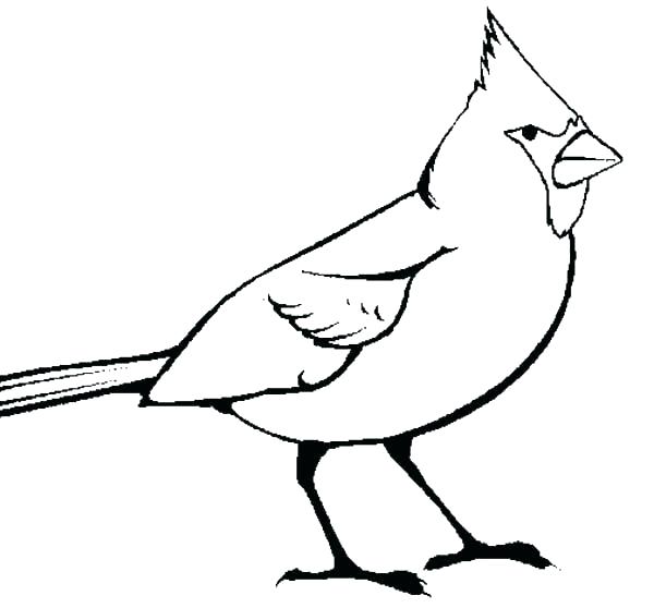 600x558 Collection Of Cardinal Bird Coloring Pages Download Them And Try - Cardinal Bird Sketch