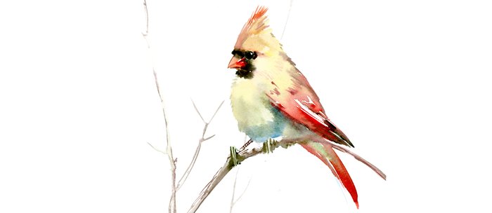 700x304 Northern Cardinal (Female Cardinal Bird) Coffee Mug By Sureart - Cardinal Bird Sketch